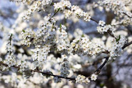 Cherry plum branches with white flowers and young leaves, spring concept. Selective focus.