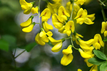 Yellow robinia flowers suitable for pharmacological or culinary use. Selective focus.の写真素材