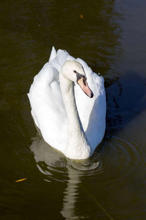 A young white swan floating on the lake for pieces of bread. Selective focus.の写真素材