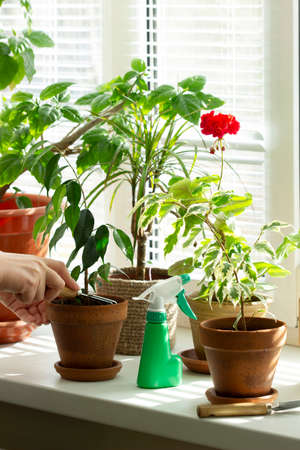 A woman loosens the soil in flower pots. Indoor plants on the windowsill.の写真素材