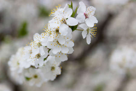 Branches of a blossoming tree against the sky. Cherry plum flowers.