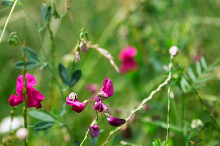 Meadow with wildflowers and grass. A snail on a sweet pea petal.の写真素材
