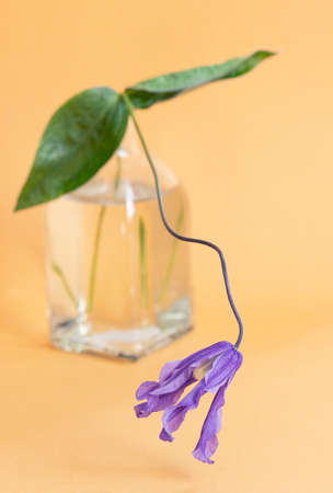 Bush clematis flower in a glass vase on a colored background.の写真素材