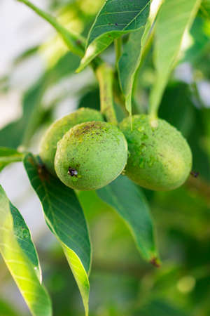 Walnuts in a green shell and leaves on a branch.