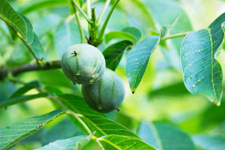 Walnuts in a green shell and leaves on a branch.