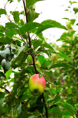Ripe apple on a branch against the background of the sky.
