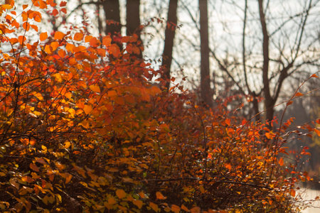 Autumn landscape in a city park, autumn in Moldova.の写真素材