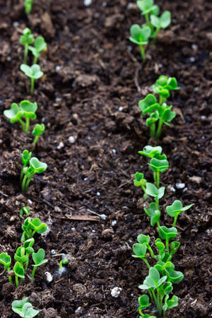 Broccoli seedlings in a container on a windowsill.