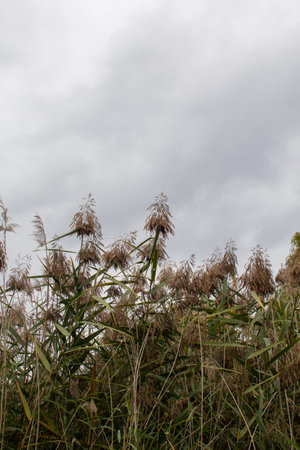 Autumn landscape in a city park, autumn in Moldova. Selective focus.の写真素材