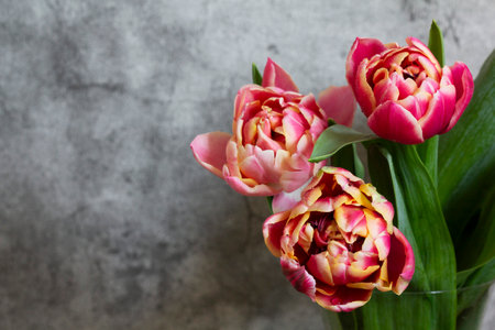 Peony multicolored tulips on a concrete background. Selective focus.の写真素材