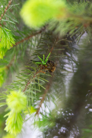 Spruce branches with young sprouts, the bee collects nectar. Selective focus.