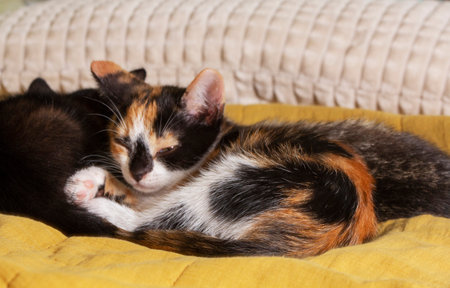 Kittens of different colors sleeping on a blanket in the room.の写真素材
