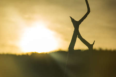 artistic image against the light of the sunの写真素材