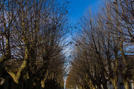 Tree view in Colonia del Sacramento - Uruguayの写真素材