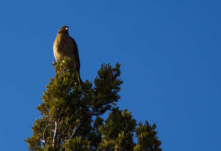 Beautiful bird of prey in Cerro Campanario in Barilocheの写真素材