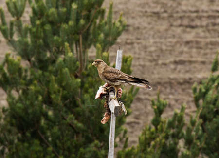 Bird of prey in the Andes mountain rangeの写真素材