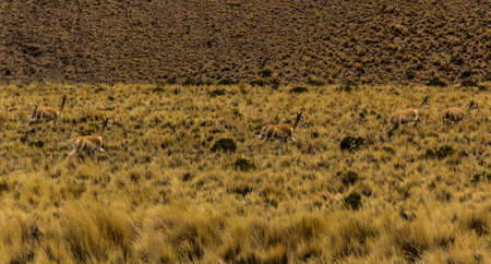 Vicu?as in Hornocal, Mountain of fourteen colors, Quebrada de Humahuaca, Northern Argentinaの写真素材