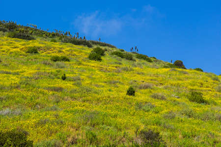 Green Field in Papudo - Chileの写真素材