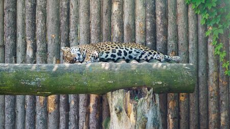 Closeup view of sleeping jaguar in the zoo. Big beautiful cat is resting on the tree in zoo cage.の写真素材