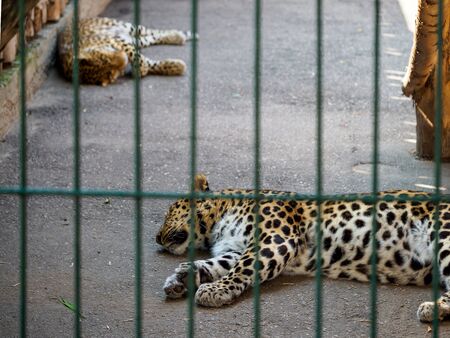 Two Amur leopards in the cage of the zoo. Big beautiful cats are sleeping on the floor.の写真素材