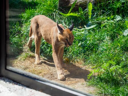 Young caracal walking in the cage. Beautiful elegant african lynx that lives in the zoo.の写真素材
