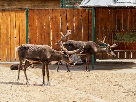Reindeers stand in the zoo. Two adult deer in the big open air cage.の写真素材