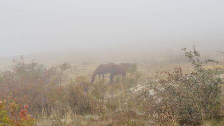 Horse on the pasture in the fog.の写真素材