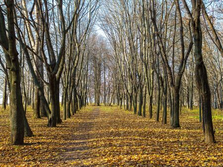 Alley in the city park covered with leaves. Bare trees and millions colorful leaves on the pathway. Cloudless sky on the background.の写真素材