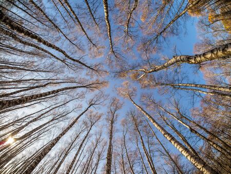 Treetops in sunset light in citypark. High birches almost without leaves and low sun with cloudless sky.の写真素材