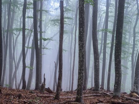 Fog in the beech forest at slope of Chatyrdag, Crimea. Misty clouds cover big mountain and hide trees from sun.の写真素材