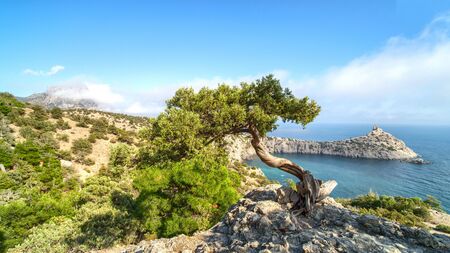 Beautiful pine on the rock. Tree grows on mountain in Crimea near Sudak. Clouds with blue sky and sea on the background.の写真素材