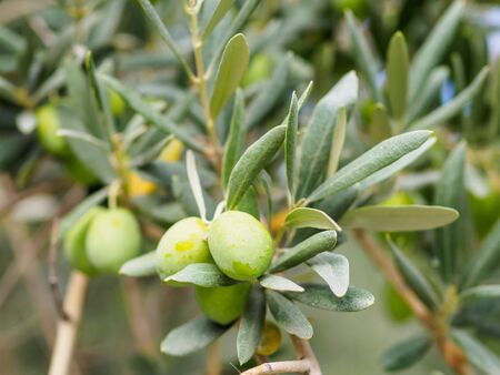 Closeup view of tree branch with olives. Macro shot of olives and leaves on the branch.の写真素材