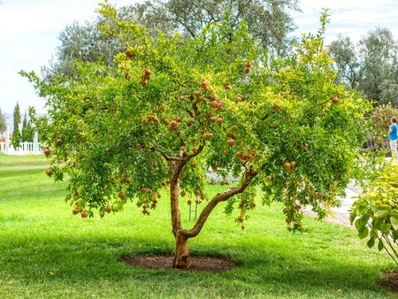 Pomegranate tree in closeup view. Young beautiful tree with red fruits on the branches grows in the park.の写真素材