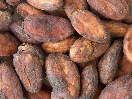 Cocoa beans isolated on white background. Macro view of beans with no copyspace.の写真素材