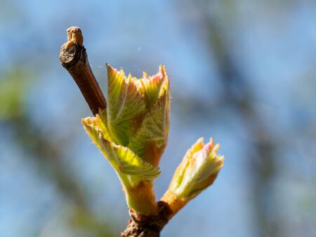 Young leaves of grape in closeup view. Macro shot of grape branch with small young leaves,の写真素材