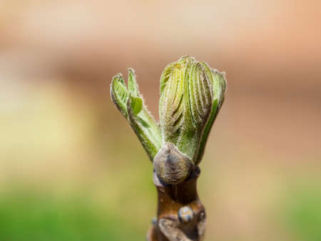Young leaves of walnut in closeup view.の写真素材