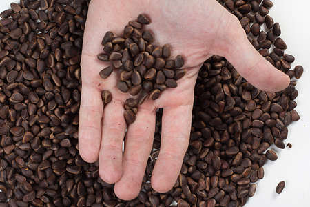 pine nuts in hands and a scattering of pine nutsの写真素材