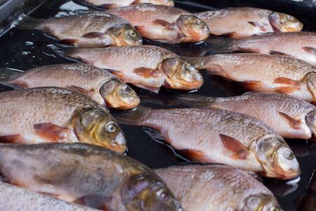 Lots of fresh river fish on a trayの写真素材