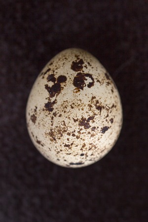 Quail egg on a black background. Macro.