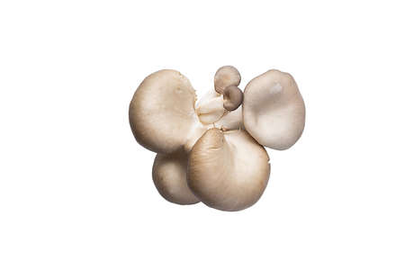 Whole mushrooms isolated on white top view. Oyster mushroomsの写真素材
