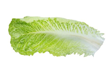 Fresh green Romaine Lettuce - Lactuca sativa, isolated on the white backgroundの写真素材