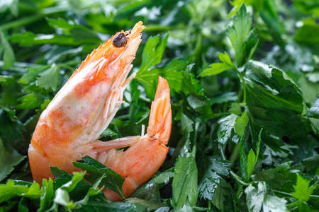 Shrimp in the green. One raw shrimp lies on the green parsley. Raw shrimp macro.の写真素材