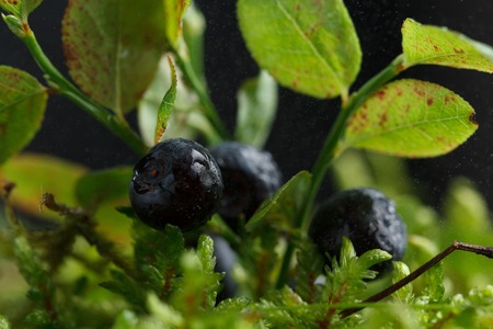 Fresh blueberries in the forest against the background of moss. Macro shooting.の写真素材