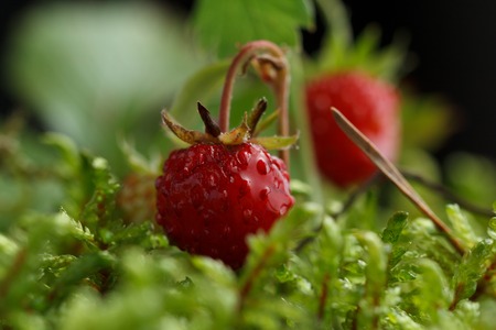 Wild strawberry on a background of moss. Macro shooting.の写真素材