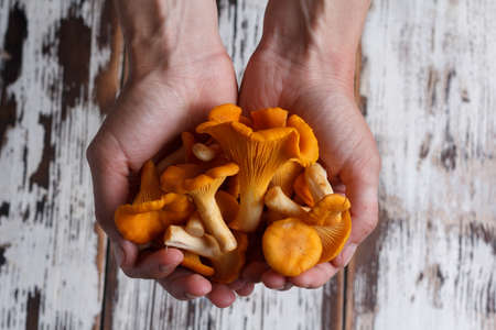 Fresh mushrooms chanterelle on a wooden background. Rustic.の写真素材