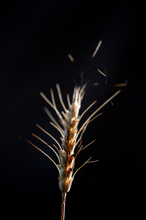 Suspended spikelets on a black background. Isolated.の写真素材