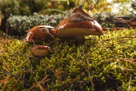 Three mushroom porcini on moss in forest.の写真素材