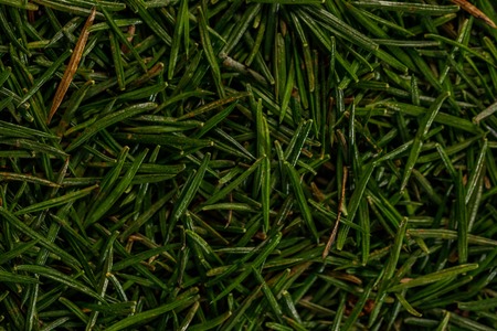 Green texture of conifer needles. Macro. Christmas needles for the background.の写真素材