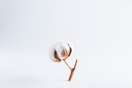 Cotton plant flower branch isolated on white background. Close-up.の写真素材