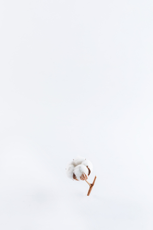 Cotton plant flower branch isolated on white background. Close-up.の写真素材